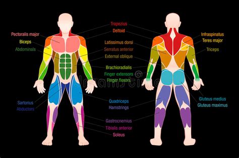Mans Muscular Anatomy Diagram