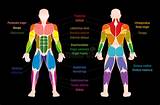There are anterior muscles diagrams and posterior muscles diagrams. The Human Body - Coach B's At Home PE Program!