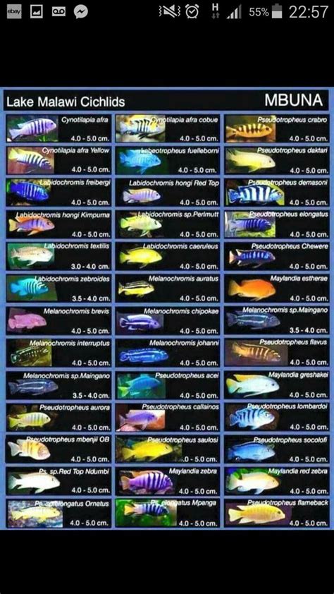 Pin by Samantha Jablonski on African Cichlids | Malawi cichlids
