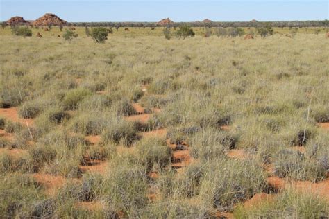 Rangeland Inventory And Condition Survey Of The Pilbara Region Western