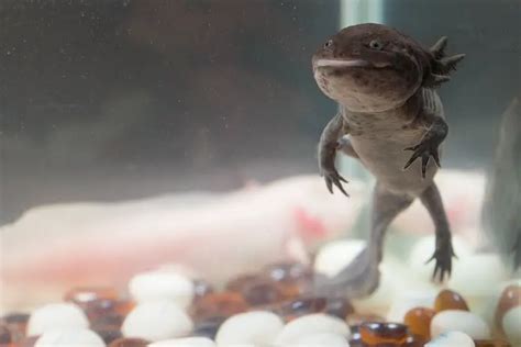 Axolotl Care Sheet Tank Set Up Health Diet And More