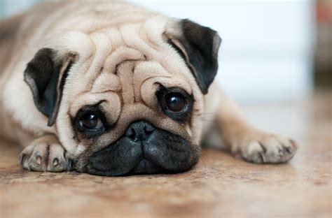 5 Best Dog Food For Pugs in 2020 - Puppy and Allergy ...