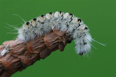 The Hickory Tussock Moth Caterpillar Mast Producing Trees