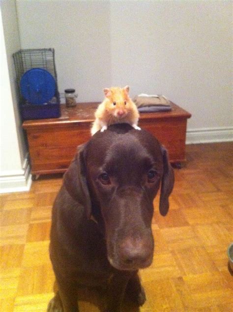 Hamster Riding His Pet Dog Pic Forums Dog