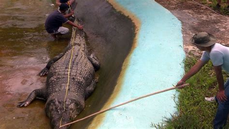 Giant North Queensland Crocodile Cassius May Now Be Largest In