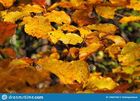 Yellow Beech Leaves In Autumn Stock Photo Image Of Southwest Trees