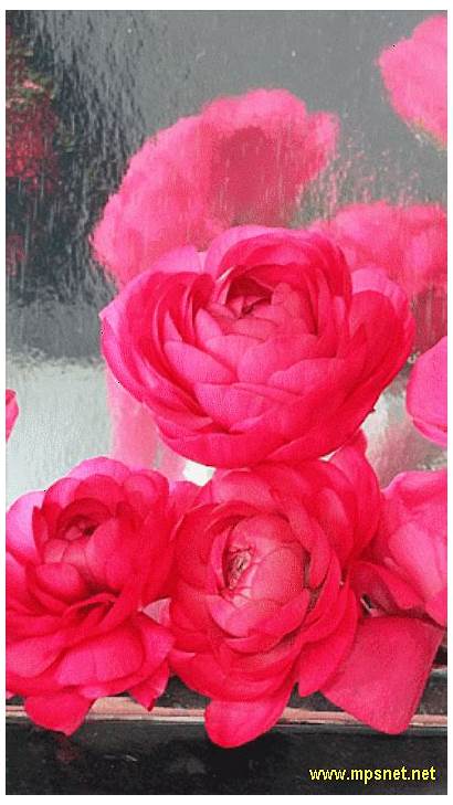 Animated Roses Flowers Flores Gifs Rosa Rose