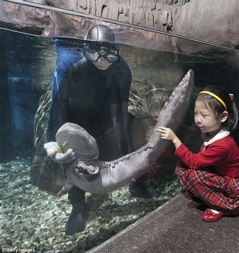 Kingudamu) is a japanese manga series written and illustrated by yasuhisa hara. World's largest amphibian the Chinese giant salamander is ...