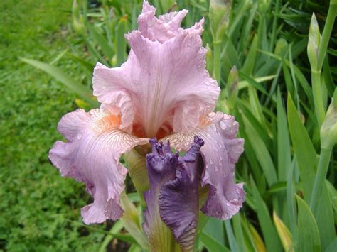 Photo Of The Bloom Of Tall Bearded Iris Iris Jennifer Rebecca