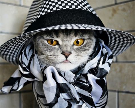 47 Cat In The Hat Wallpaper