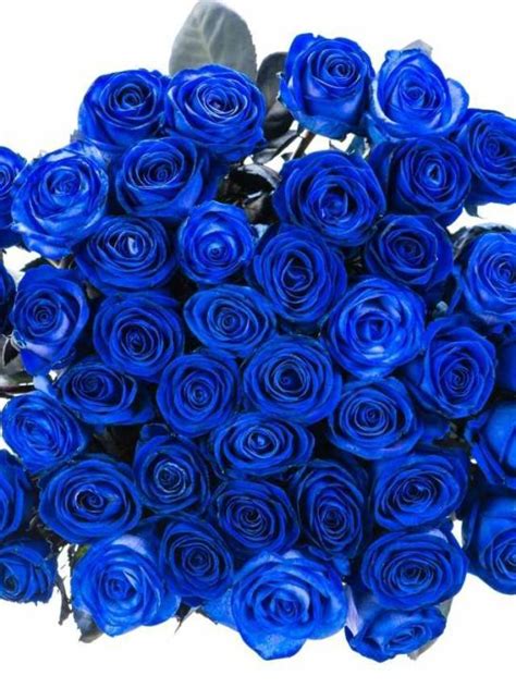 Exploring The Spiritual Significance And Symbolism Of Blue Roses