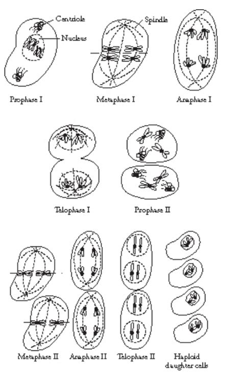 Meiosis