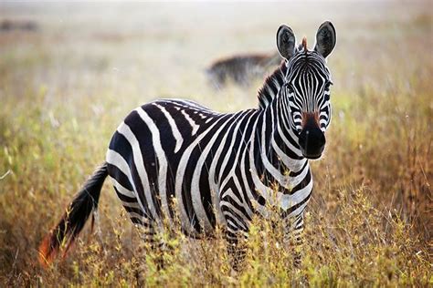Zebra Facts Live Science, 40% OFF | gbu-presnenskij.ru