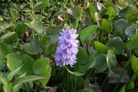 Pontederia crassipes Mart. | Plants of the World Online | Kew Science