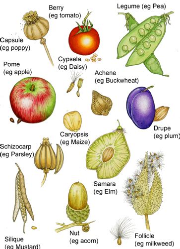 Fruit Types Botany Definition Of Fruit In Horticulture Sacha Inchi