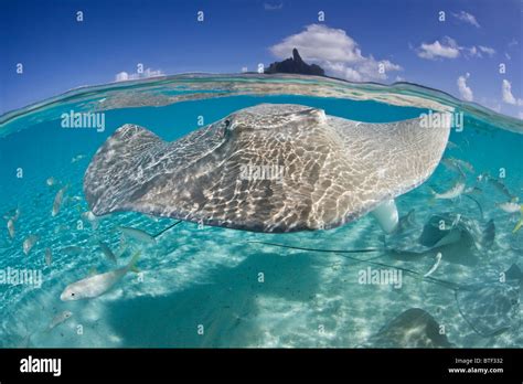Tahitian Swim Lagoon Island Tropical Hi Res Stock Photography And