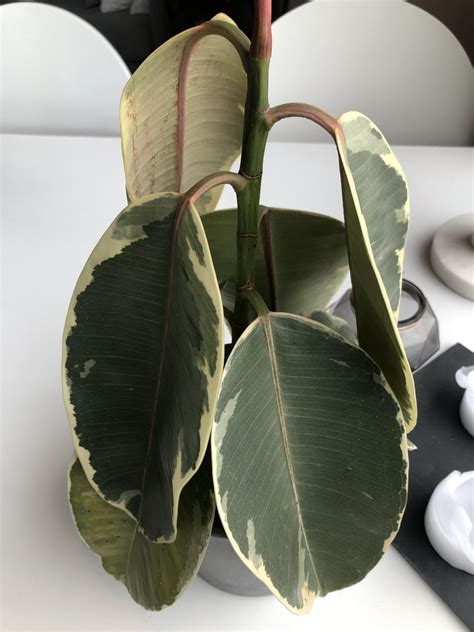 Rubber Plant Ficus Elastica Dying Need Help Urgently Plantclinic