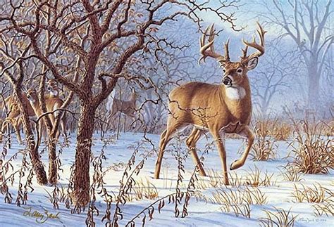 Marians Hunting Stories Etc Etc Etc Deer In The Snow