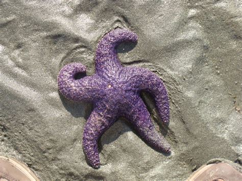 Starfish Sometimes Starfish Get Caught Out In The Sand During Low