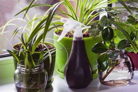 We offer free mold inspections, certified mold testing and remediation across the usa. Tips for Keeping Houseplants Mold-Free | Certified Mold ...