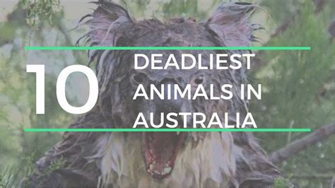 The Most Dangerous Animals In Australiayou Need To Know Youtube