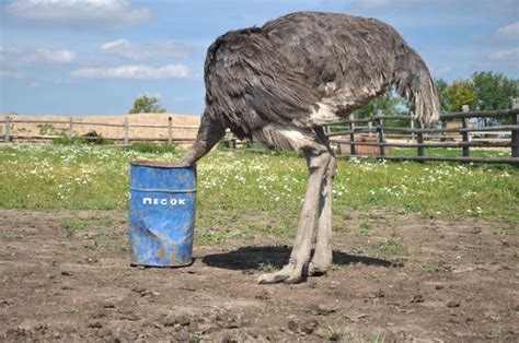 African Ostrich Hiding Its Head In The Sand — Stock Photo © Evgovorov
