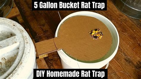 5 Gallon Bucket Rat Trap Diy Homemade Rat Trap Youtube