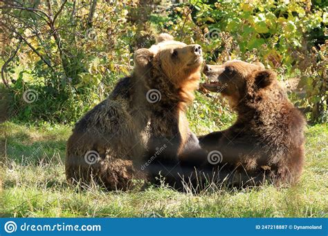 Two Brown Bear Cubs Play Fighting Stock Image Image Of Finland