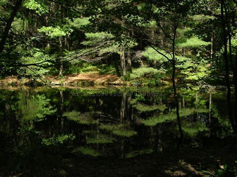 Lost Forest Pond Somewhere In Russia Summer Stock Photo Image Of