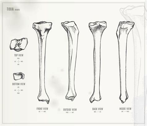 Bones In The Knee Joi Jacksonville Orthopaedic Institute