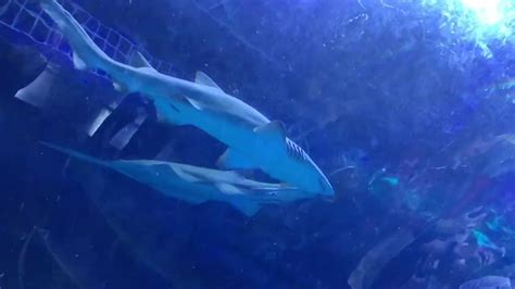 Complete Shark Encounter At Seaworld Orlando Youtube