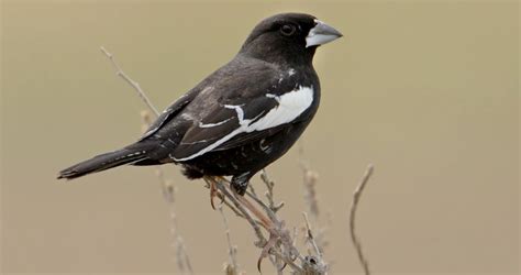 Photos And Videos For Lark Bunting All About Birds Cornell Lab Of