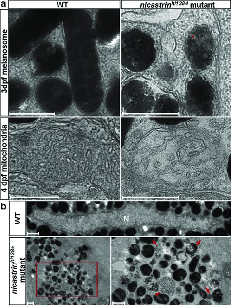 Melanophores In Nicastrin Hi1384 Mutants Show Melanosome Maturation