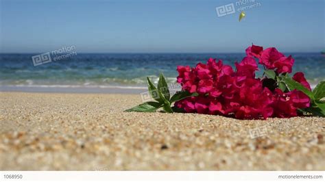 Tropical Beach Flowers Stock Video Footage 1068950