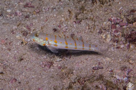 Orange Spotted Sleeper Goby Facts And Photographs Seaunseen