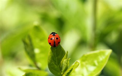 Selective Focus Photography Of Ladybird On Green Leaf Plant Hd