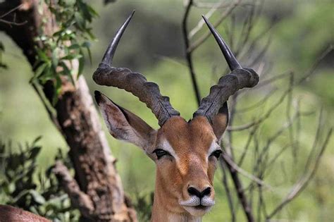 22 Unique African Animals with Beautiful Horns - Rhino Rest