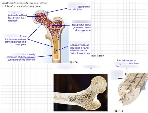 Lab D Long Bone Compact Vs Spongy Diagram Quizlet