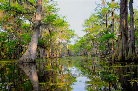 A Beautiful Stand Of Bald Cypress In A Pristine Louisiana Swamp