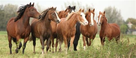 De meeste van deze vogels werden geïdentificeerd door het melden. Paard - Groen Kennisnet
