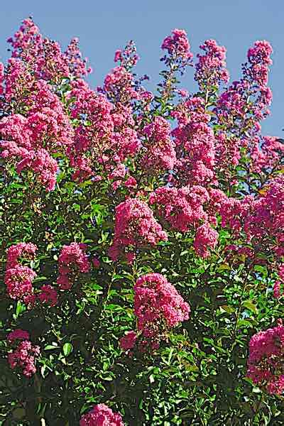 Flowering Ornamental Trees And Shrubs Grown By You
