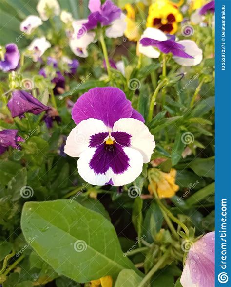 Multicolored Pansys Stock Image Image Of Flower Petal 252872373