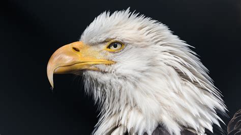 3840x2160 Bald Eagle Wild 4k Hd 4k Wallpapers Images Backgrounds