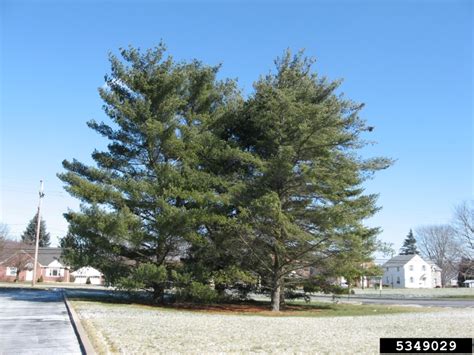 Eastern White Pine Pinus Strobus Pinales Pinaceae 5349029