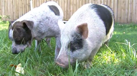Pig And Dog Best Friends Have Been Roaming The Florida