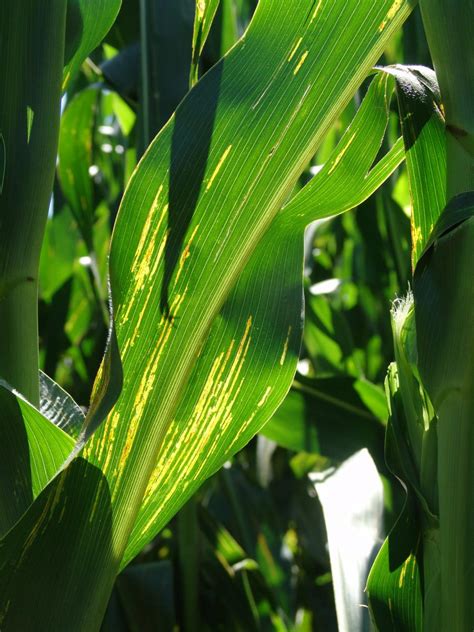 Differentiating Corn Leaf Diseases Cropwatch University Of Nebraska