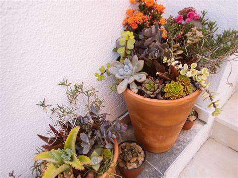 Only Want To Use Terracotta Succulent Pots Still So Many