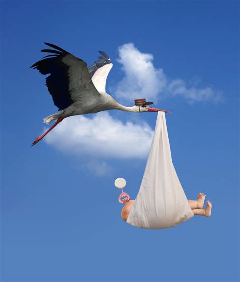 Reasons Why Storks Deliver Babies Nature Blog Network