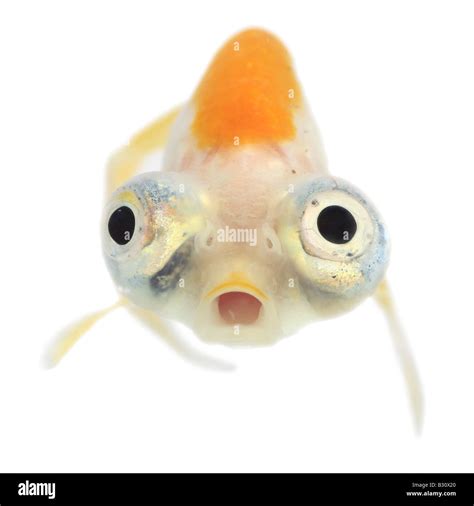 Celestial Carassius Auratus Goldfish Common Carp Celestial Eye