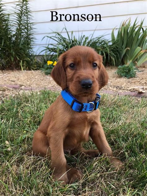 Puppyfinder.com has best selection of irish setter puppies for sale and irish setter dogs for adoption in illinois and nearby cities: Breed: Irish Setter Gender: Male Registry: AKC Personality: charming Date Available: Jul 19 2020 ...